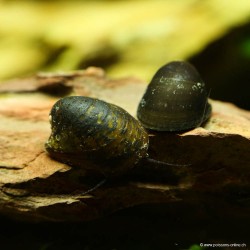 Batman Snail - Neripteron Auriculata