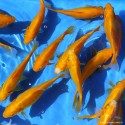 Goldfish - Comète Jaune - Carassius Auratus