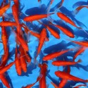 Goldfish - Comète Rouge - Carassius Auratus