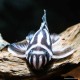 Pleco Zebré - L046 Hypancistrus Zebra