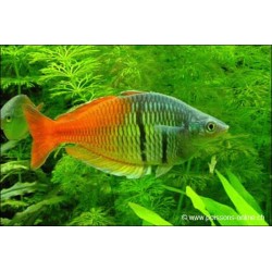 Orangeblauer Regenbogenfisch - Melanotaenia boesemani