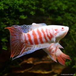 Pesce del paradiso albino - Macropodus Opercularis Albinos