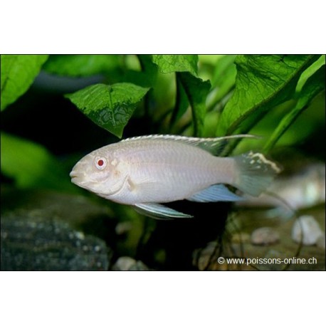 Goldener Purpurprachtbarsch - Pelvicachromis Pulcher Albinos