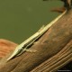 Pesce ago comune - Farlowella Acus