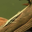 Pesce ago comune - Farlowella Acus
