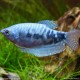 Gourami Bleu Marbré - Trichogaster Trichopterus Cosby
