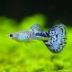 Guppy Mann Blue Cobra - Poecilia Reticulata