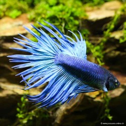 Kampffisch Mann Crowntail Blau - Betta Splendens