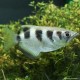 Pesce arciere - Toxotes Jaculatrix