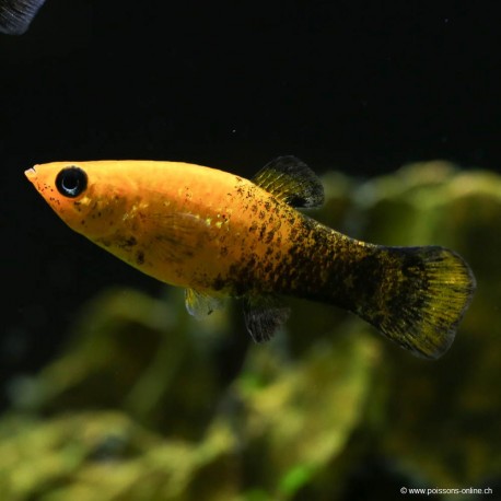 Molly Gold-Black - Poecilia Sphenops - Poissons-online