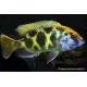 Pfauenmaulbrüter - Nimbochromis Venustus