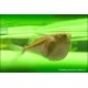 Poisson hachette platine - Thoracocharax stellatus