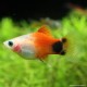 Platy Red Top Mickey Mouse - Xiphophorus Maculatus