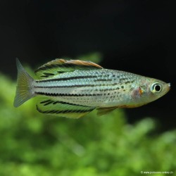 Pesce arcobaleno - Melanotaenia Maccullochi