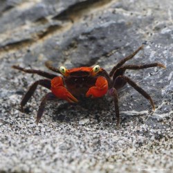 Crabe Vampire red arm - Geosesarma sp.