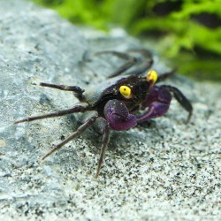 Crabe Vampire Violet - Geosesarma Bogorensis