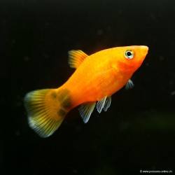 Platy Red Mickey Mouse - Xiphophorus Maculatus