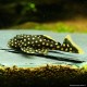 Pesce gatto della pepita d'oro - L018 Baryancistrus Spp