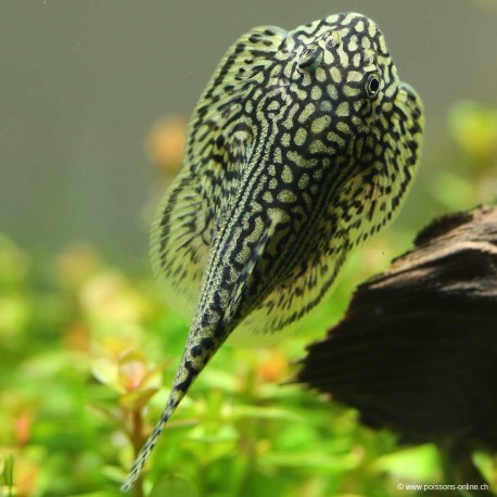 Silure Papillon Occelé - Sewellia Lineolata
