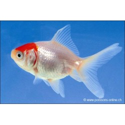 Schleierschwanzgoldfisch - Cap Rot - Carassius auratus