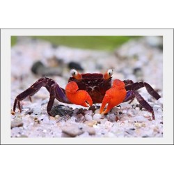 Crabe Vampire Diable Rouge - Geosesarma Hagen