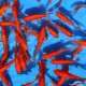 Goldfish - Comète Rouge - Carassius Auratus